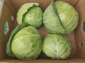 Продавам Ранно Зеле-Конкърър, снимка 3