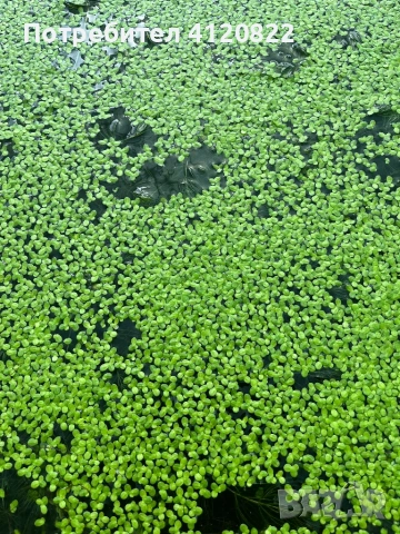 Водни растения, снимка 3 - Оборудване за аквариуми - 54657859