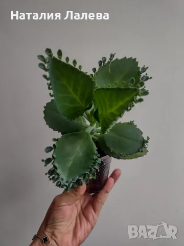 Каланхое, kalanchoe mexican hat, снимка 2 - Стайни растения - 55440435