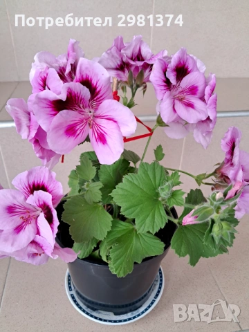 Кралско мушкато, снимка 2 - Стайни растения - 54216735