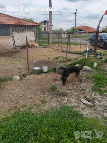 Продавам , снимка 2 - Немска овчарка - 54390464