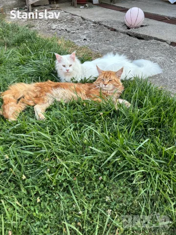 Котенца Мейн Куун, снимка 7 - Мейн кун - 54486305