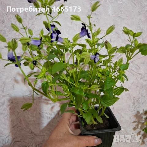 Комплект Цветя Торения, снимка 7 - Градински цветя и растения - 54886857