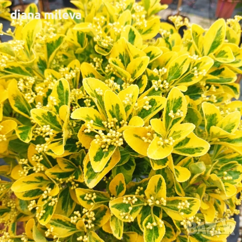 Евонимус Ауреа, Euonymus Japonica Aurea, снимка 4 - Градински цветя и растения - 54458056