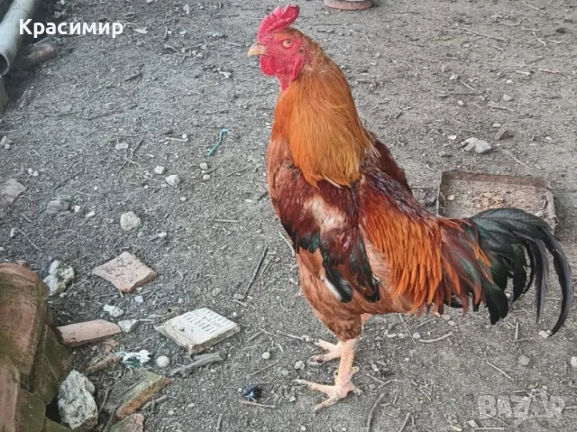 Продавам петли.