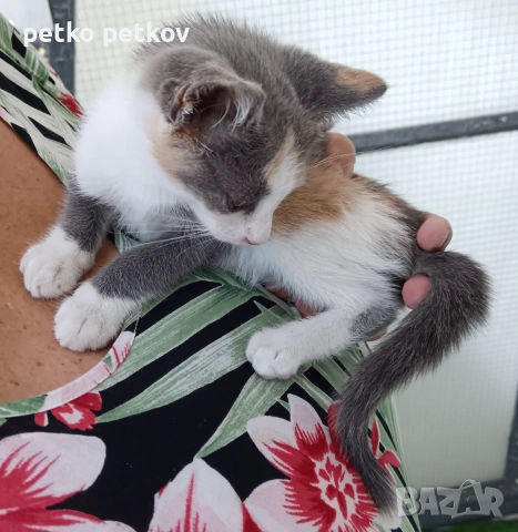 Подарявам малко котенце, снимка 2 - Други - 55010344