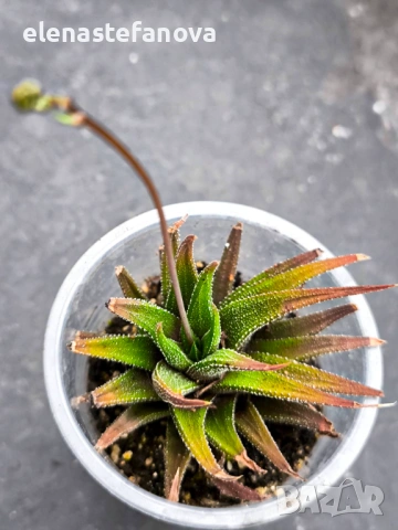 Комплект от три сукулентни растения, снимка 4 - Стайни растения - 54271119