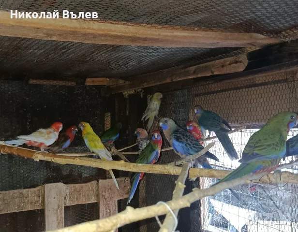 Александри,пенанти и розели, снимка 3 - Папагали - 55466926