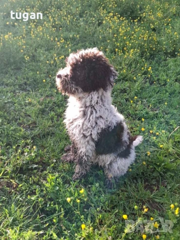 Бебета Лагото Романьоло / Lagotto Romagnolo, снимка 6 - Други - 54303243