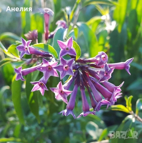 Цеструм лилав цвят -нощен жасмин