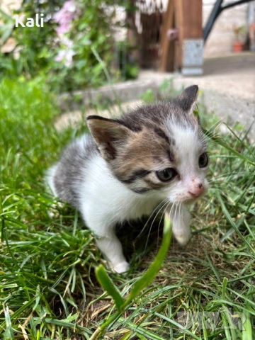 Малки котенца, снимка 5 - Други - 54707512