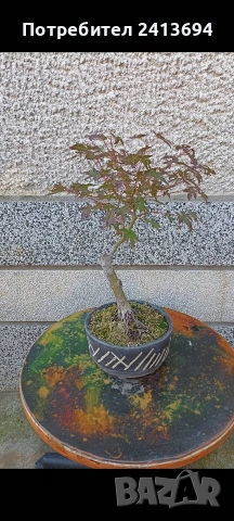 бонсай японски клен bonsai Acer palmatum , снимка 6 - Градински цветя и растения - 54180116