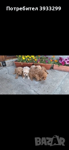 Той пудел Той пуделчета, снимка 2 - Пудели - 54361504