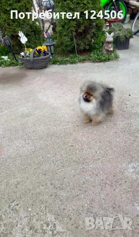Померан мини померанче, снимка 2 - Померан - 53973332