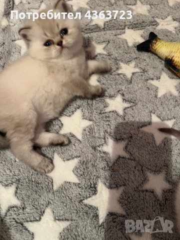 Британски късокосмести, снимка 10 - Британска късокосместа - 54171796