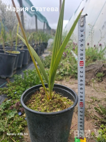 Палми от производител , снимка 5 - Градински цветя и растения - 54084821