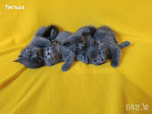 Котета - порода Руска синя котка !, снимка 2 - Руска синя котка - 54482650