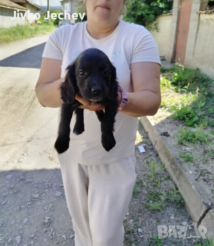 Кокер Шпаньол , снимка 5 - Кокер шпаньол - 54960051