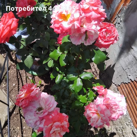 Млади насаждения розички , снимка 6 - Градински цветя и растения - 55268670