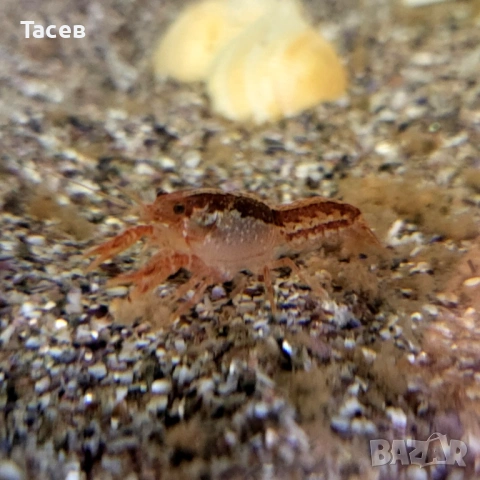 Мини рачета