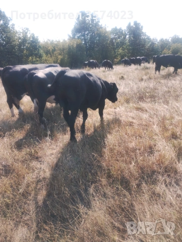 Месодайни телета, снимка 10 - Крави - 54245143