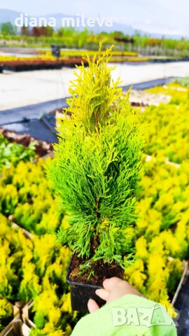 Туя Златен Смарагд, Thuja Occidentalis Golden Smaragd, студоустойчива!!, снимка 7 - Градински цветя и растения - 54767833