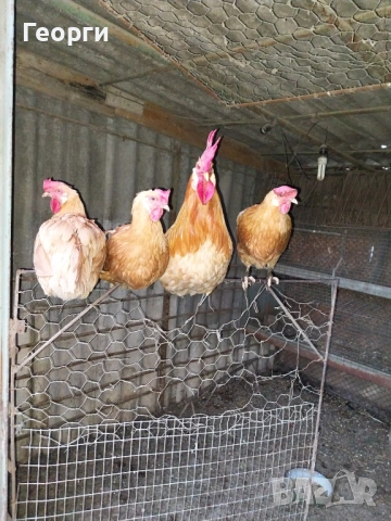 Продавам жълт легхорн, снимка 2 - Кокошки и пуйки - 54639162