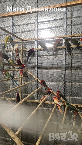 Свободни папагали, снимка 8 - Папагали - 54031471