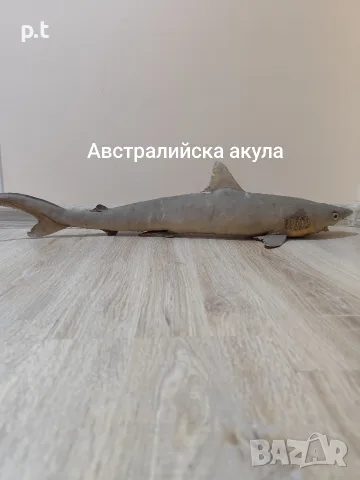 Препарирани акули , снимка 8 - Други животни - 55673868