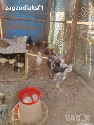 Продавам пиленца "Амрок" Брама" и "Селски", снимка 7 - други­ - 54704602