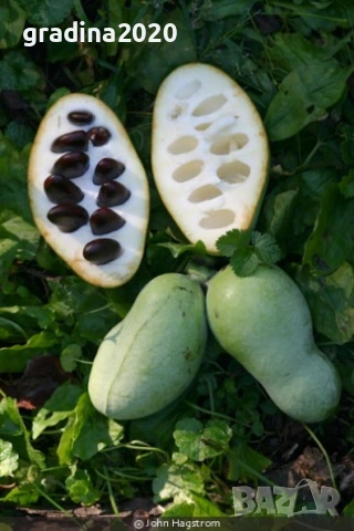 Asimina triloba, Асимина, Пау-пау, Индиански банан, снимка 2 - Разсади - 41973671