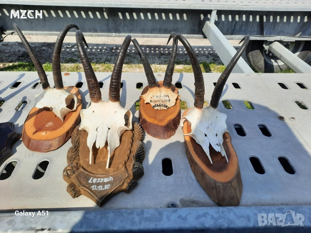 Трофей от дива коза. , снимка 9 - Декорация за дома - 54046259