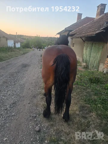 Продава се ! Много кротък , снимка 7 - Коне - 55344755