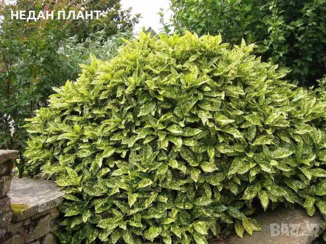 Аукуба/Aucuba japonica