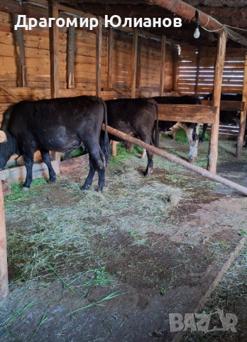 Продават се , снимка 2 - Крави - 54357194