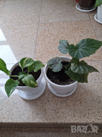 Стайни цветя, снимка 4 - Стайни растения - 51550749