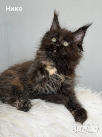 Мейн кун котенца / Мейн куун котенца / Maine coon kittens, снимка 7 - Мейн кун - 50068719