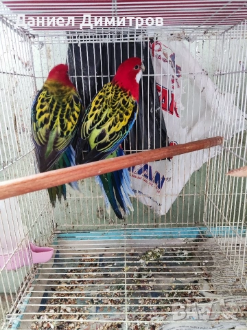птици на добри цени 🦜, снимка 6 - За птици - 54742395