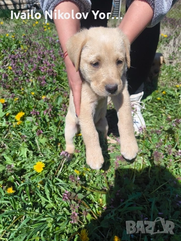Малки Лабрадор ретривър , снимка 4 - Лабрадор ретривър - 54190522
