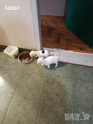 чихуахуа женско