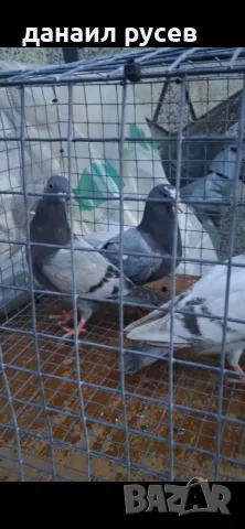 Английски  типлери, снимка 5 - Гълъби - 55630515