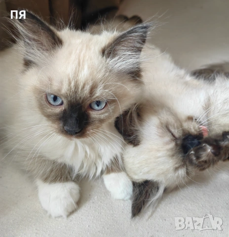 Чистокръвни котенца Ragdoll, снимка 6 - Други - 54604958