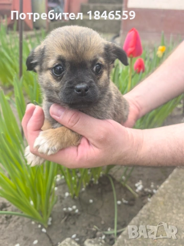 Малки кученца маймунки , снимка 9 - Пекинез - 53931339