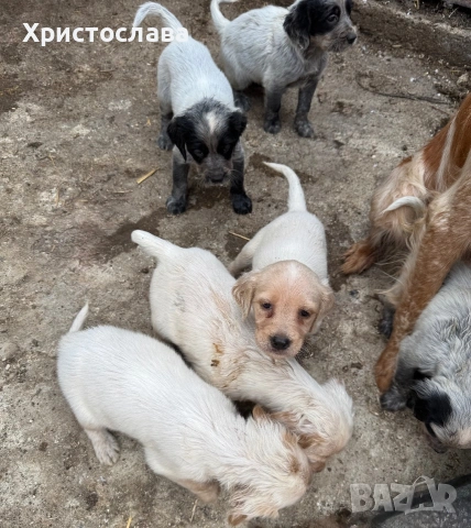 Бретон  шпаньол , снимка 4 - Бретон шпаньол - 55177712