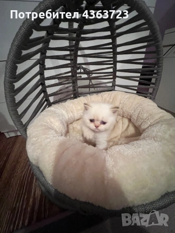 Британски късокосмести, снимка 9 - Британска късокосместа - 54171796