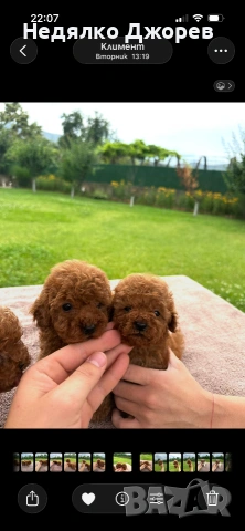 Пудел Той/Poodle toy, снимка 3 - Пудели - 55192254