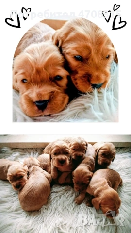 Кокер шпаньол  чистокръвен сладур ваксина