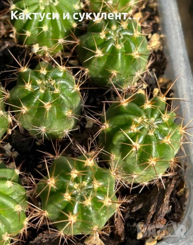 Кактус Lobivia Sp. с уникален червен цвят, цъфти много красиво, снимка 5 - Градински цветя и растения - 54724790