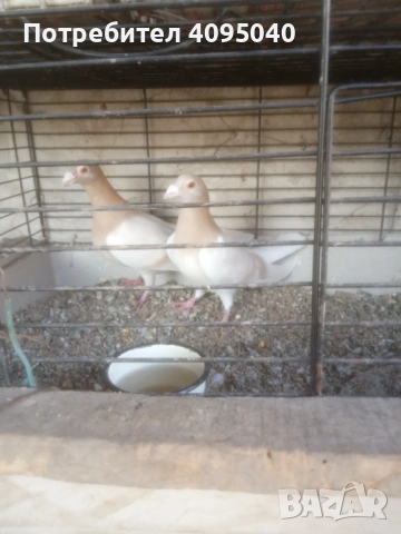Продавам гълъби, снимка 6 - Гълъби - 51379486