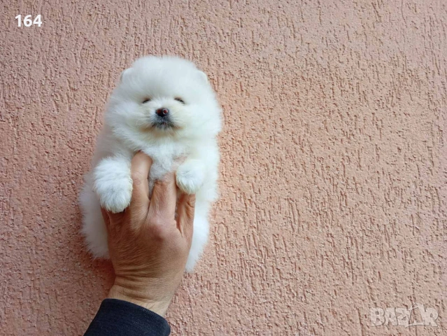 Померани. Реални снимки !!!, снимка 13 - Померан - 54015787